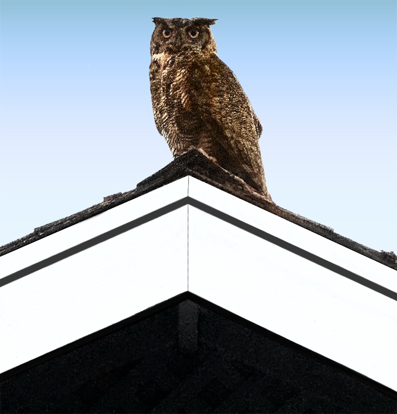 owl owl